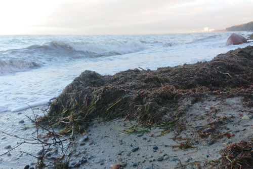 Kick-off for new project on beach wrack
