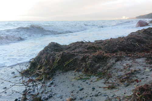 Neues Projekt zu Strandtreibsel gestartet